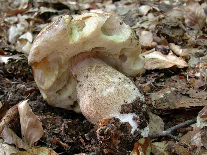 Boletus aestivalis 02.06.06