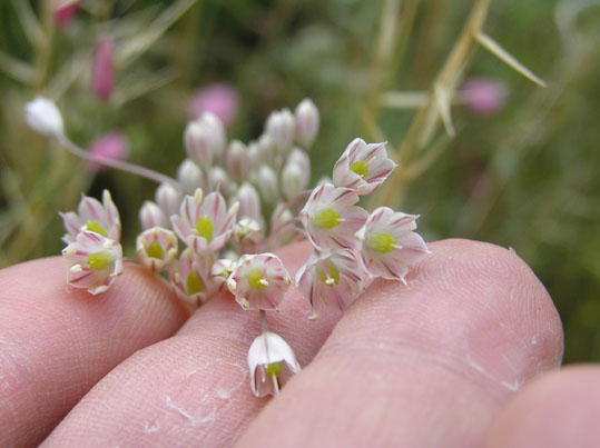 Allium