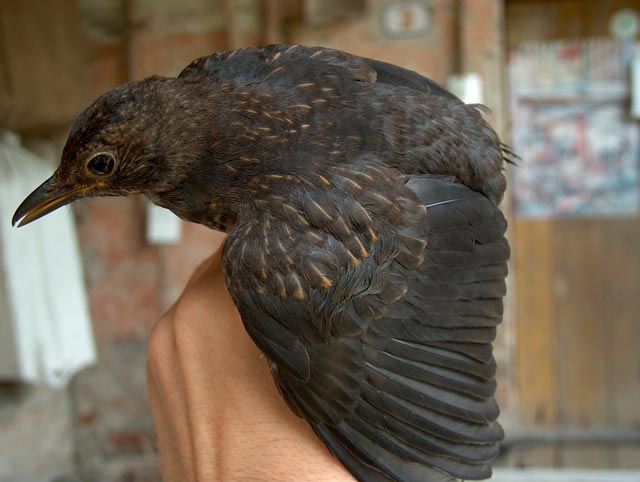 Merlo - Turdus merula