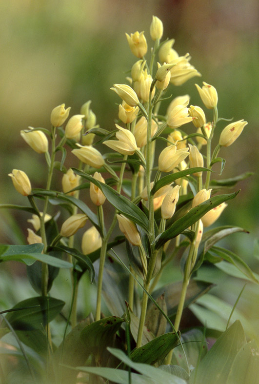 Cephalanthera damasonium