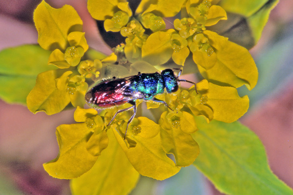 Chrysis sp.