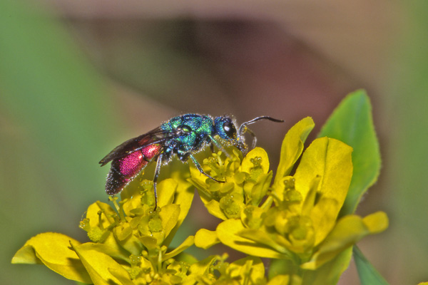 Chrysis sp.