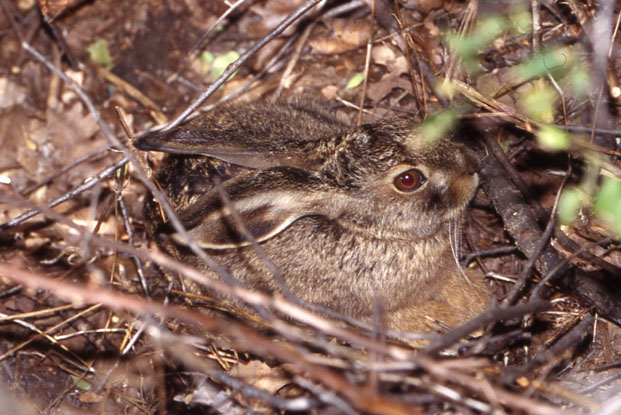 lepre comune - Lepus europaeus