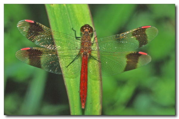 Sympetrum pedemontanum