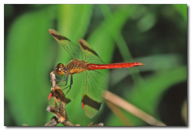 Sympetrum pedemontanum