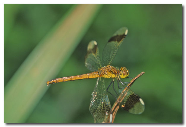 Sympetrum pedemontanum