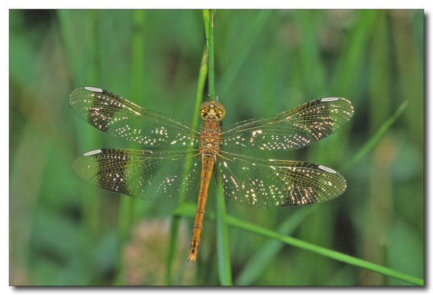 Sympetrum pedemontanum