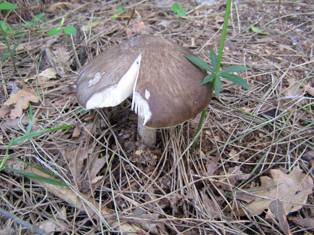 Pluteus cervinus