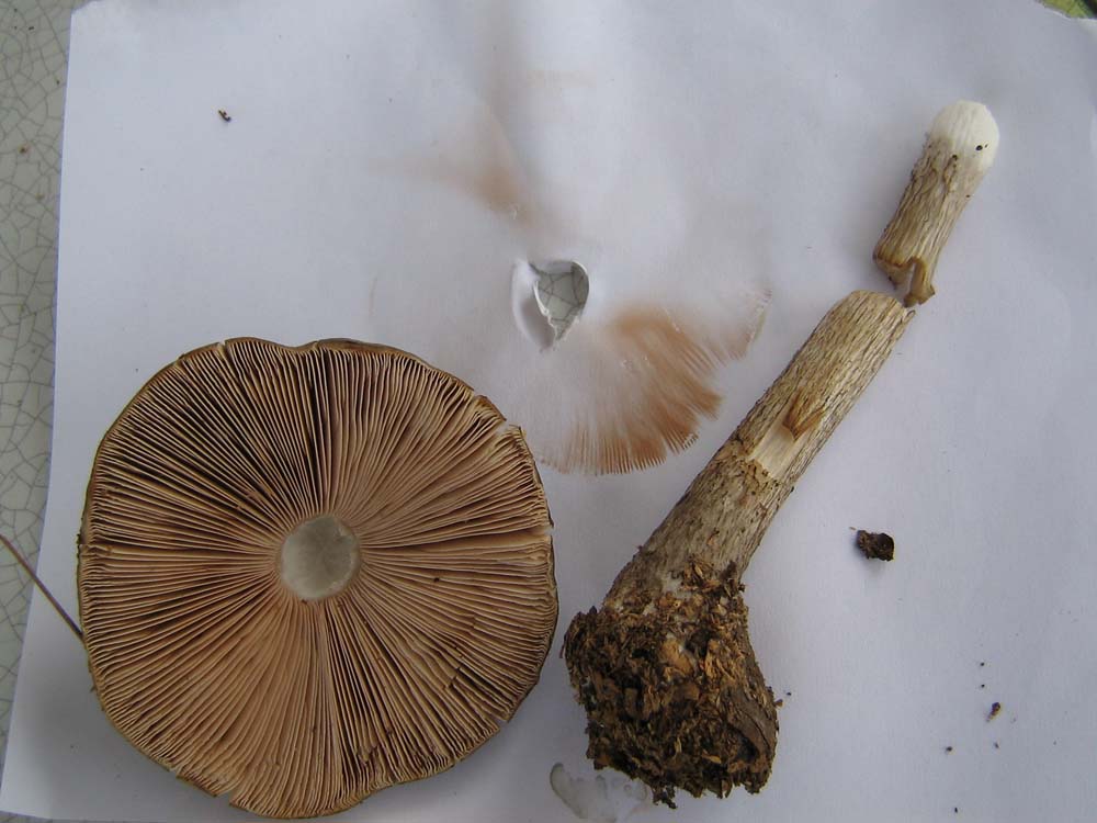 Pluteus cervinus