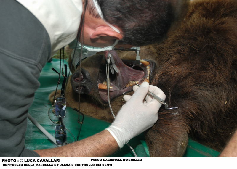 Omaggio al Re della montagna - Orso bruno