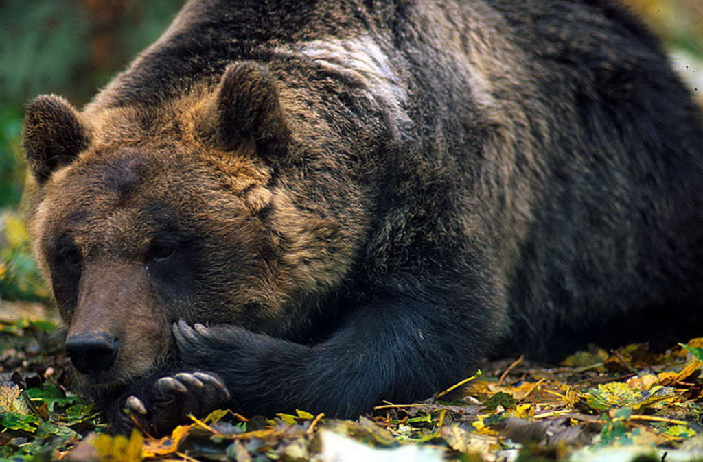 Omaggio al Re della montagna - Orso bruno