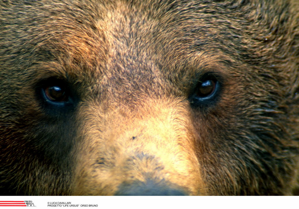 Omaggio al Re della montagna - Orso bruno