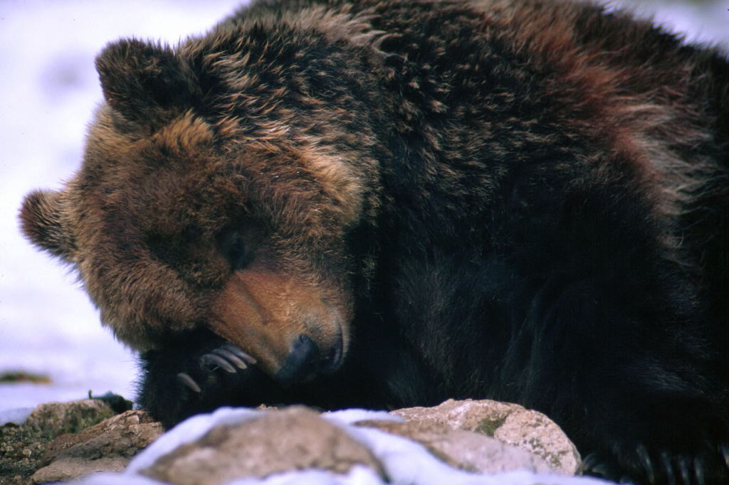 Omaggio al Re della montagna - Orso bruno