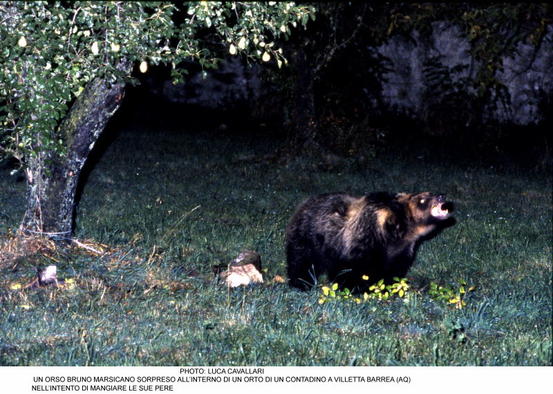 Omaggio al Re della montagna - Orso bruno