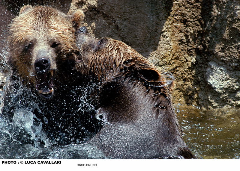 Omaggio al Re della montagna - Orso bruno