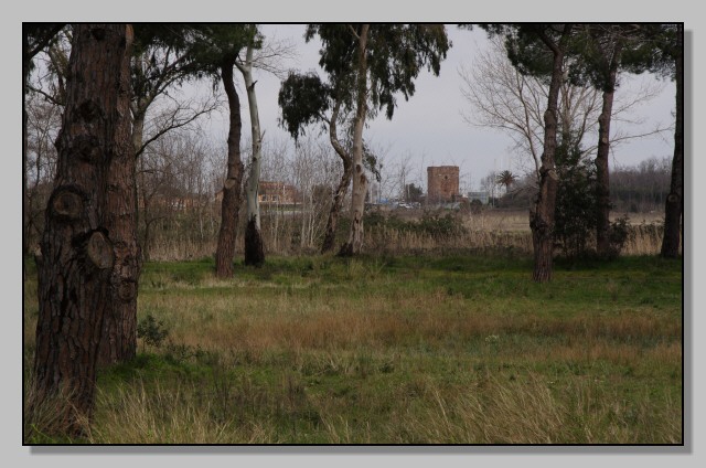 Pineta delle Acque Rosse - Riserva del Litorale Romano