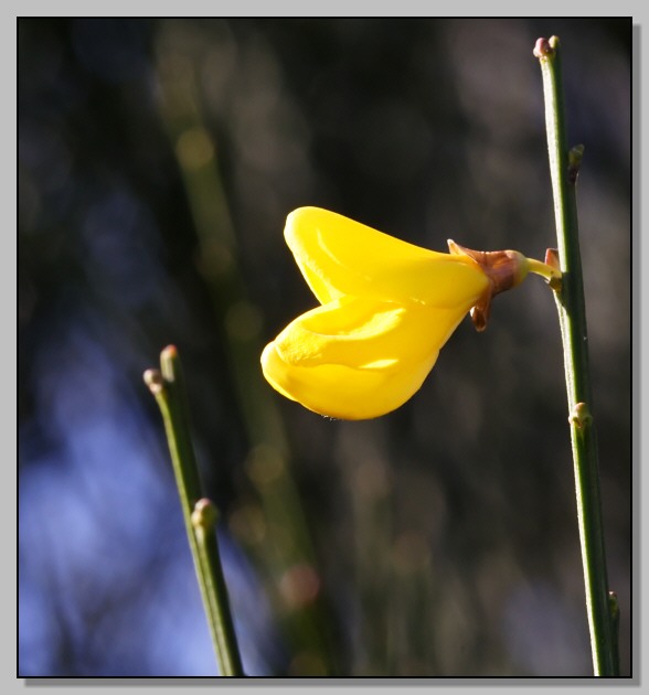 Crocusversicolor,Cytisus scoparius,Senecio leucanthemifolius