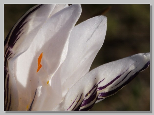 Crocusversicolor,Cytisus scoparius,Senecio leucanthemifolius