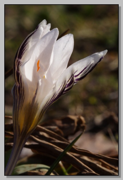 Crocusversicolor,Cytisus scoparius,Senecio leucanthemifolius