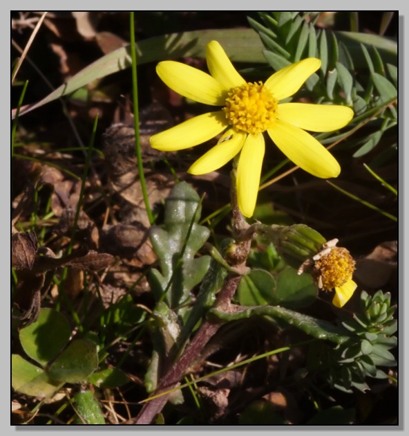 Crocusversicolor,Cytisus scoparius,Senecio leucanthemifolius