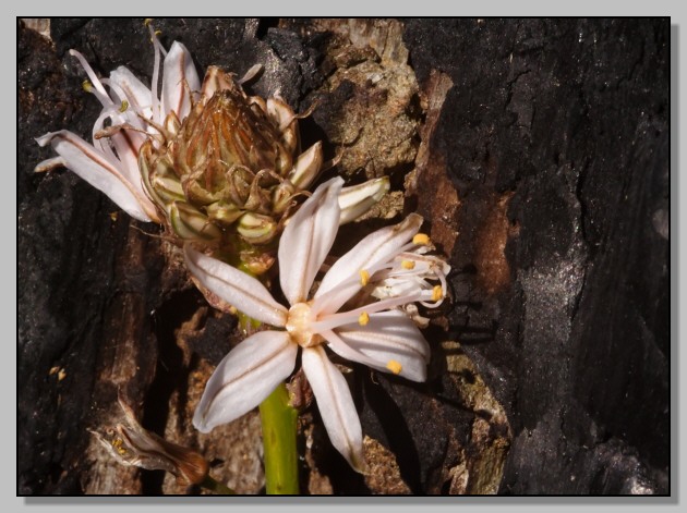 Segni di primavera