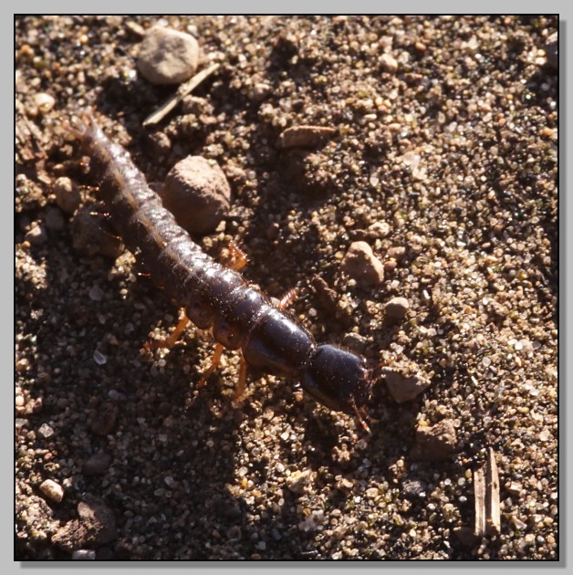 Larva di Coleoptera (Ocypus sp.)
