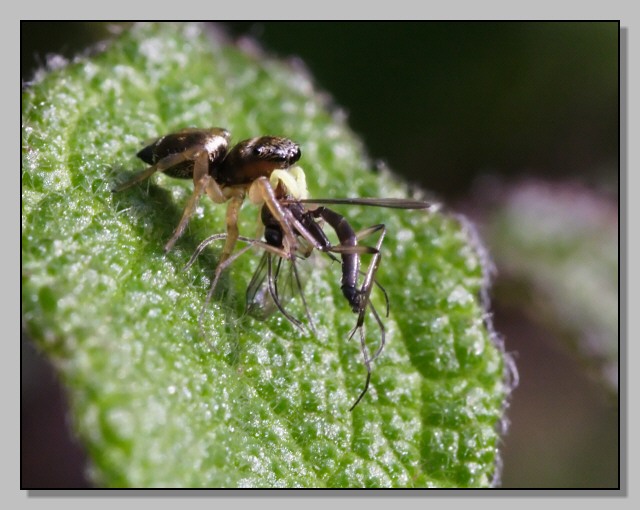 pranzo (Heliophanus con dittero)