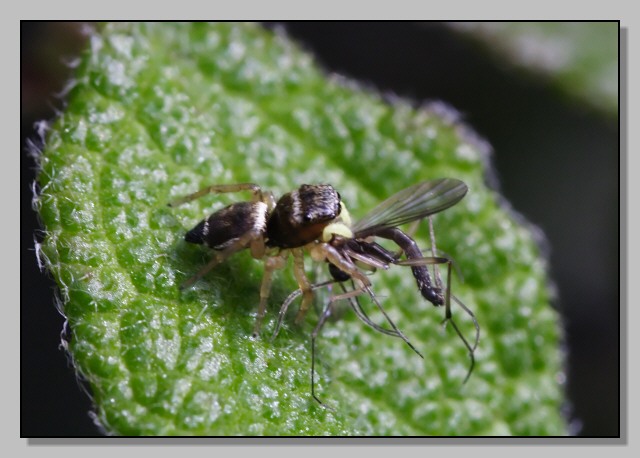 pranzo (Heliophanus con dittero)