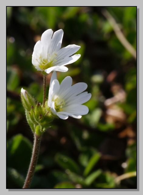 Fiori di primavera