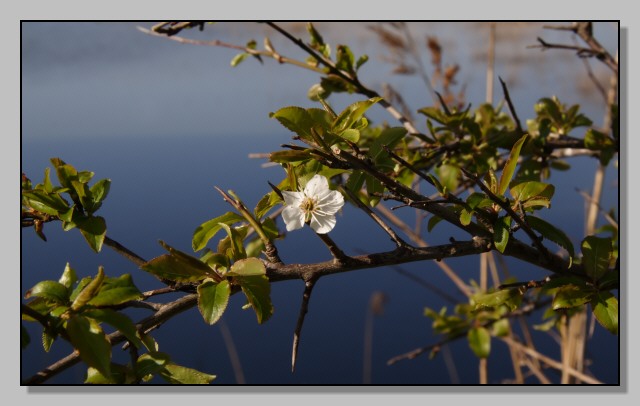 Segni di primavera