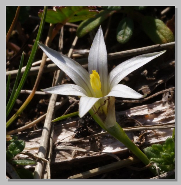 Fiori di primavera