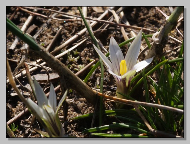 Fiori di primavera