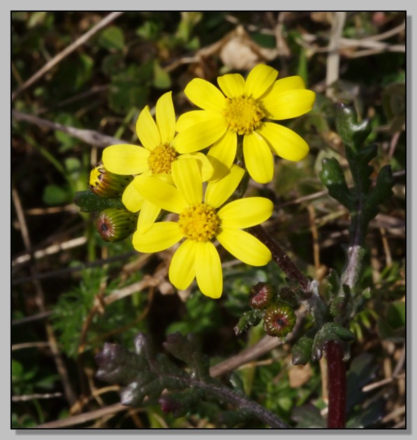 Agli ordini del capo - missione Senecio... leucanthemifolius