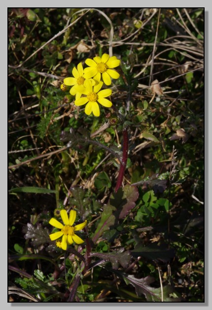 Agli ordini del capo - missione Senecio... leucanthemifolius