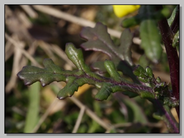 Agli ordini del capo - missione Senecio... leucanthemifolius