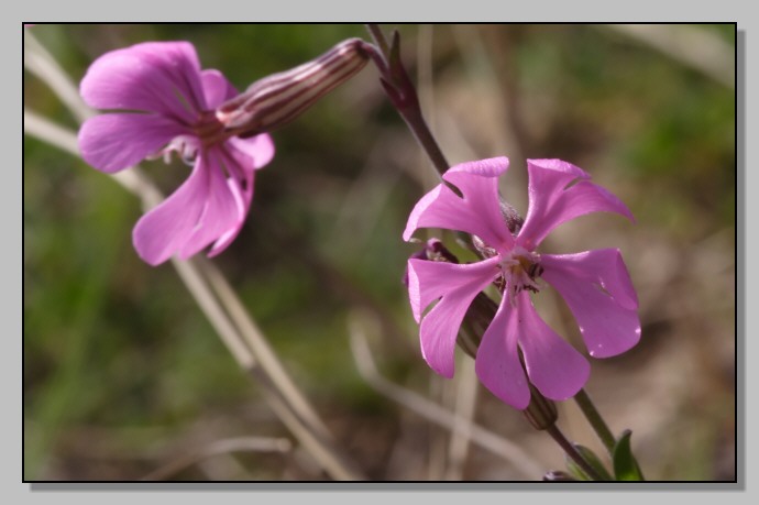 Silene colorata / Silene colorata