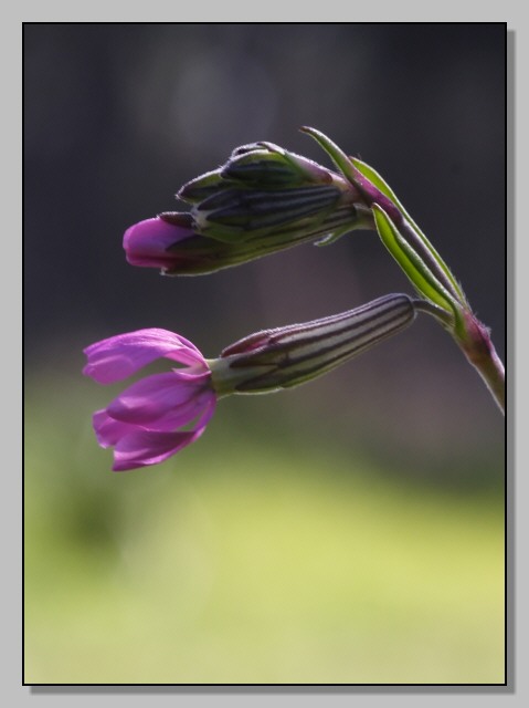 Fiori di primavera