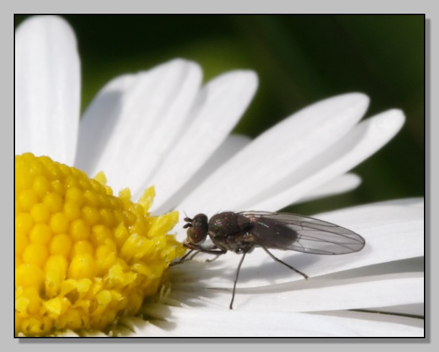 Ephydridae, Hydrellia sp.