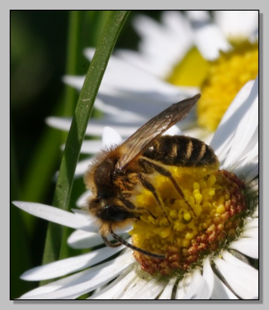 Hymenoptera per Marcello