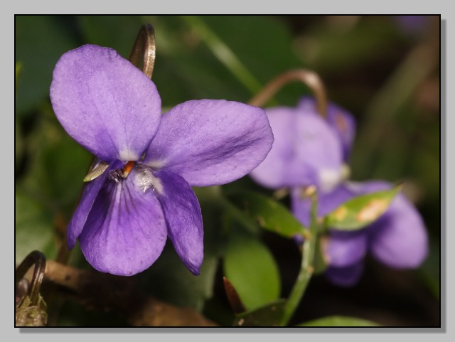 Fiori di primavera