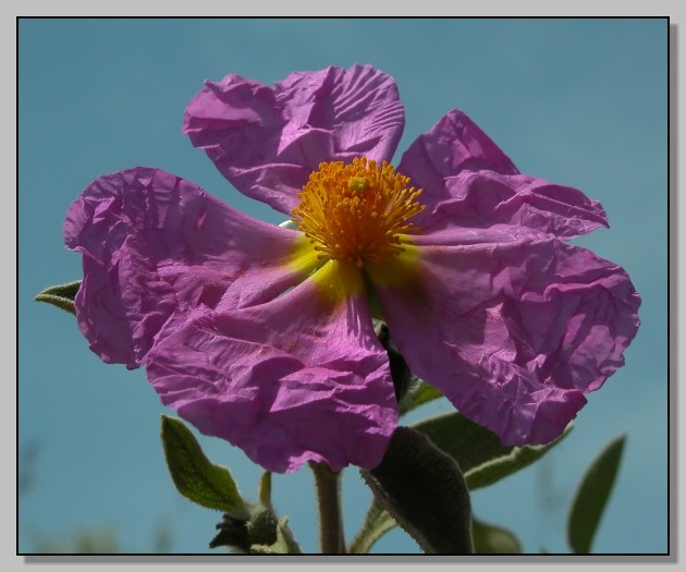 Cistus creticus subsp. erocephalus (=Cistus incanus) / Cisto rosso