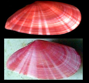 Famiglia Tellinidae