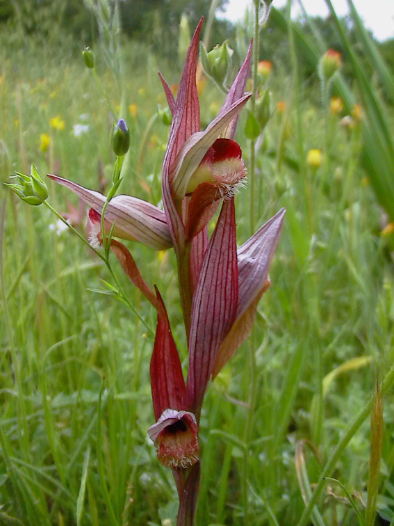 Serapias vomeracea