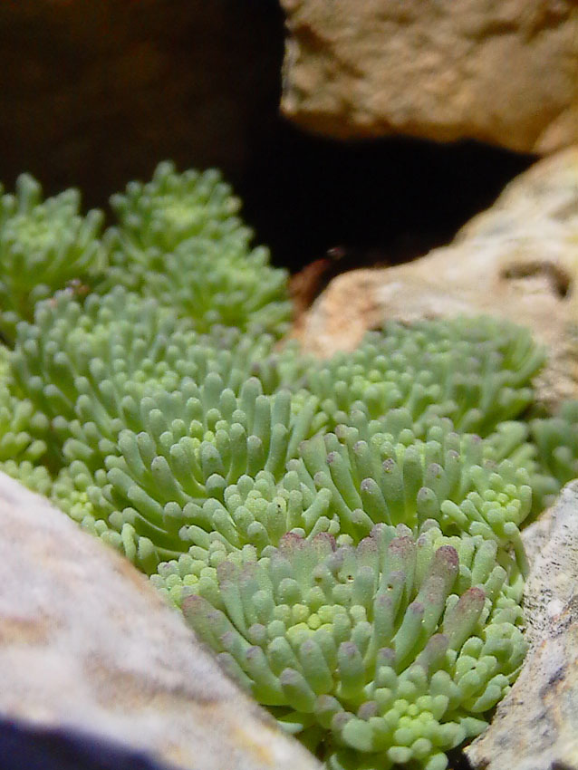 Sedum rubens / Borracina arrossata