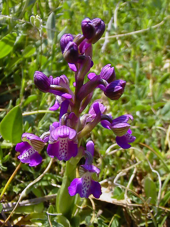 Ophrys holoserica e altre orchidee