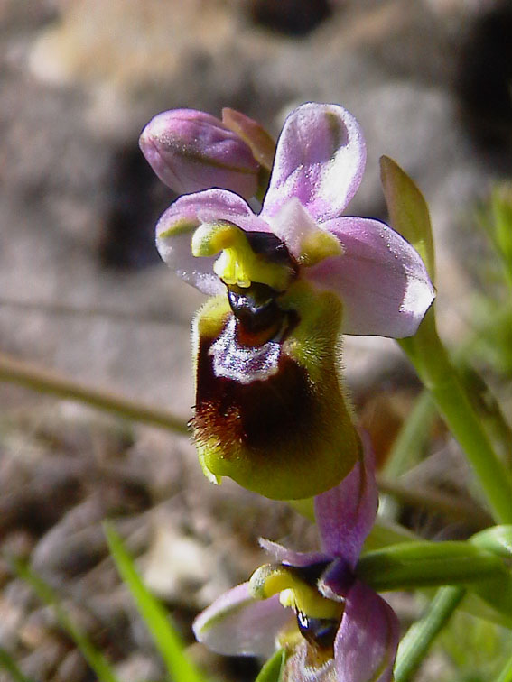 Ophrys holoserica e altre orchidee