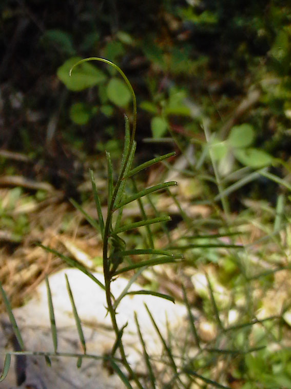 Vicia peregrina  e  V. sativa