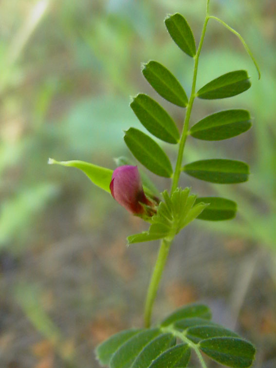 Vicia peregrina  e  V. sativa