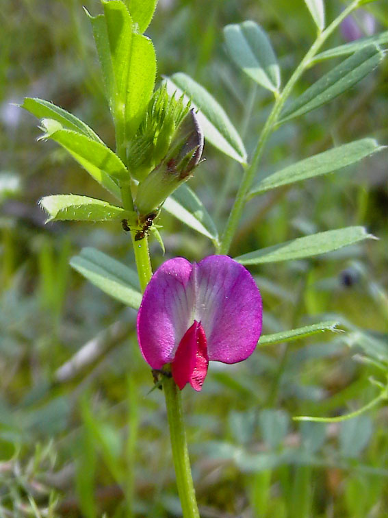 Vicia peregrina  e  V. sativa