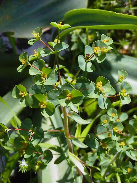 Euphorbia cfr. spinosa